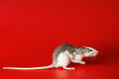Colored black and white rat isolated on a red background. Close-up portrait of a mouse. The rodent stands on its hind legs. Photo for cutting and writing