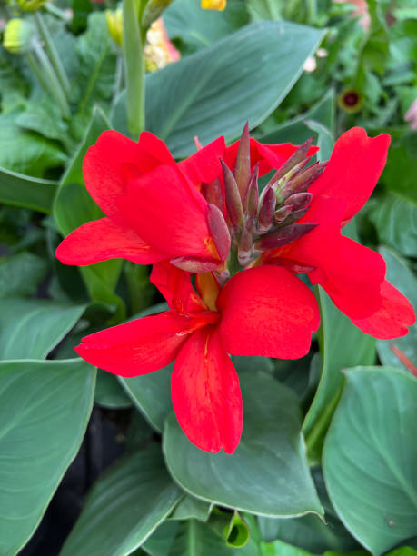 istock Flower cane, canna, indica 2109500543