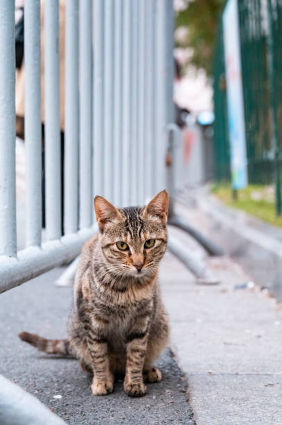 istock A little tabby cat by the street 2109505652