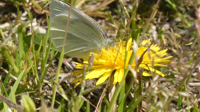 A side view of how the cabbage butterfly's snout expands and contracts.