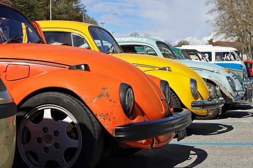 Udine, Italy. March 24, 2024 Vintage bright colored Beetles,   lined up during a classic car parade.