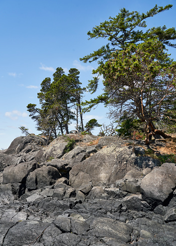 The Tall arbutus tree and coniferous trees reaching for the sky at the top of a grey tide swept rocky ocean point