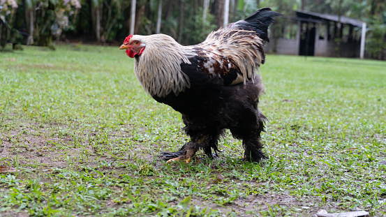 Brahman rooster, Asian origin, raised free on a lawn