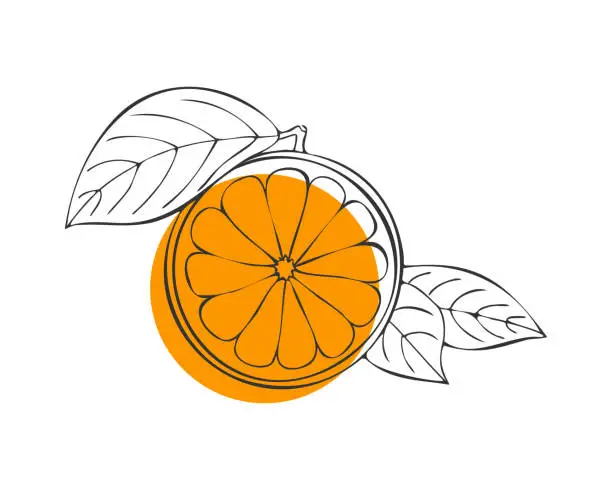 Vector illustration of Citrus Orange fruit, hand drawn doodle, orange fruit with leaf, contour sketch with orange spot, isolated.