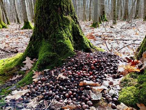 Near an old oak tree covered with green moss, there is a large mountain of oak acorns that a squirrel has laid and eaten all winter. Feeding of wild animals in the forest and food remains after wintering.