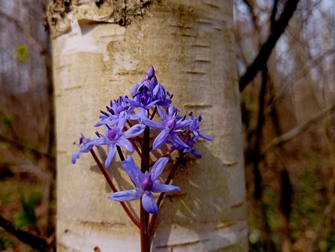 The flower of the double-voiced snowdrop or honeysuckle on the background of birch bark in the forest. Theme of spring forest flowers of purple color among trees and other plants.