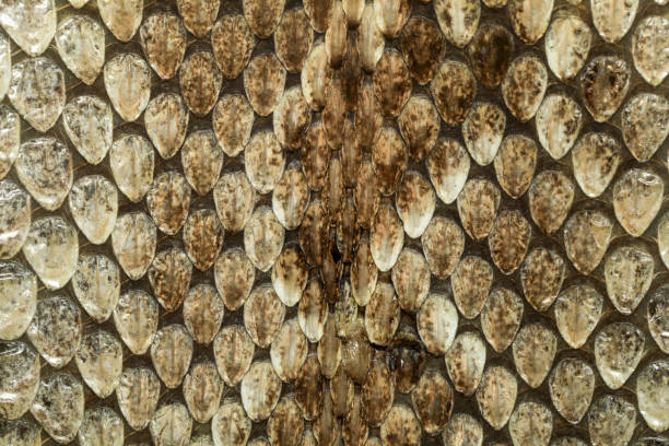 Stock photo showing close-up view of the glossy, textured reptile scales of the skin of an Indian python snake. This reptile is also known as the Asian rock python, black-tailed python or Indian rock python.