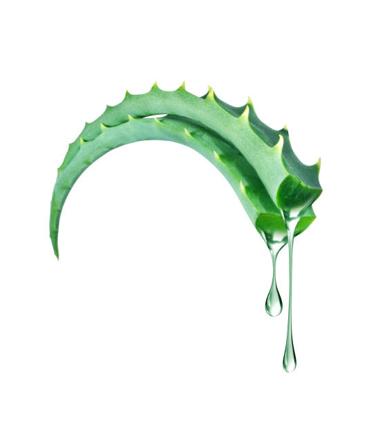 istock Two cut aloe vera stems with dripping drops 2109555993