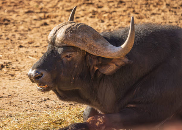 istock Adult buffalo 2109569977