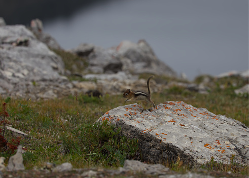 Chipmunk jumping off a rock