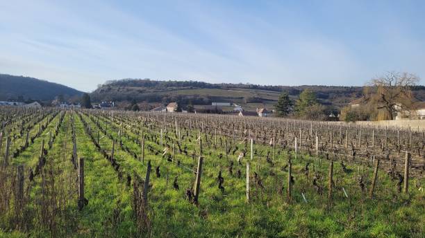 vineyard in chambolle-musigny, côtes chalonaises, in burgundy, france - côte d'or zdjęcia i obrazy z banku zdjęć