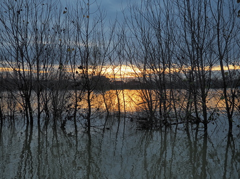 Tranquil scenery sunset at the Sava river Sremska Macvanska Mitrovica, Serbia. Perfect reflection of trees and afterglow. Backlight and black tree trunks. Habitat and wintering area for ducks, drakes.