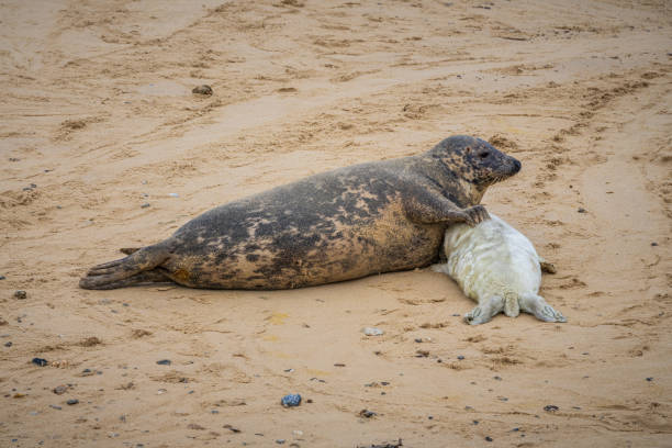 sea lion returns to sea after losing fight with mature sea lion on the beach in the catlins, New Zealand