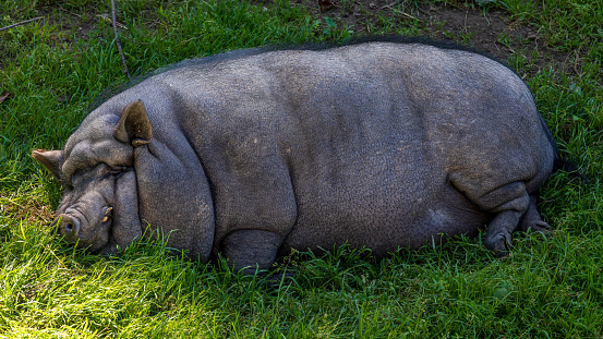 A pot-bellied pig lies asleep in the grass