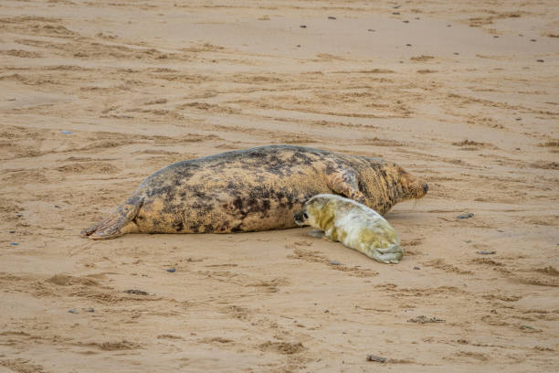 A baby seal with its mother resting on a beach