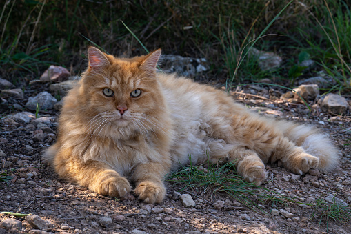 A big red cat lies on the street and looks at the camera