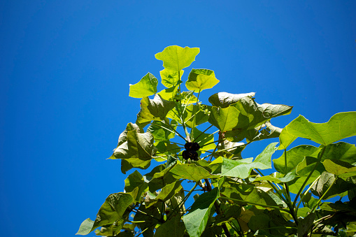 Physic nutor  Purging nut or Barbadose nut (Jatropha curcas), vegetable oil fuel and biofuel.