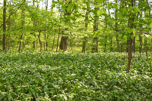 Landscape with blooming wild garlic in the forest.