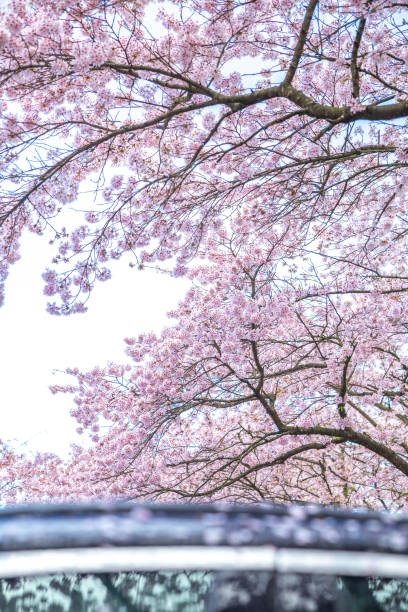 istock cherry blossom with car, background, sakura, camping travel concept 2109665506