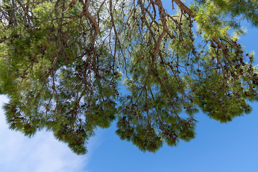 Coniferous, green pine with small cones against the blue sky. Bottom view