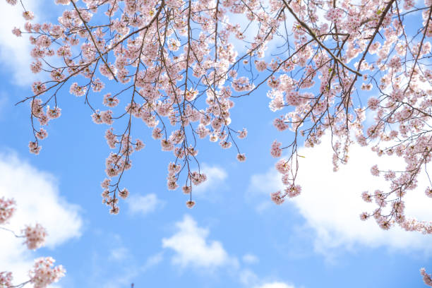 istock cherry blossom with blue sky, background, sakura 2109682558