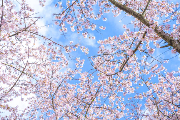 istock cherry blossom with blue sky, background, sakura 2109682559