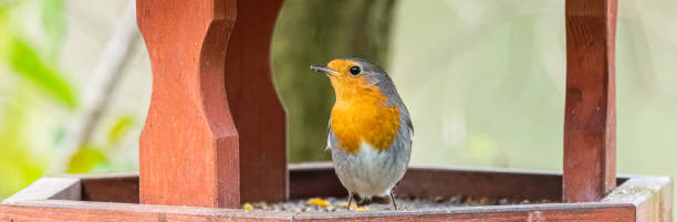 istock European Robin Rouge-gorge Rotkehlchen Erithacus rubecula 2109697551
