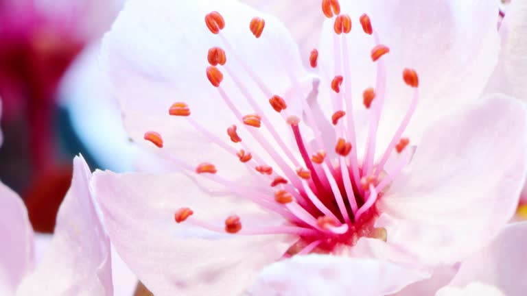 Pink cherry tree flower blooming - Sakura