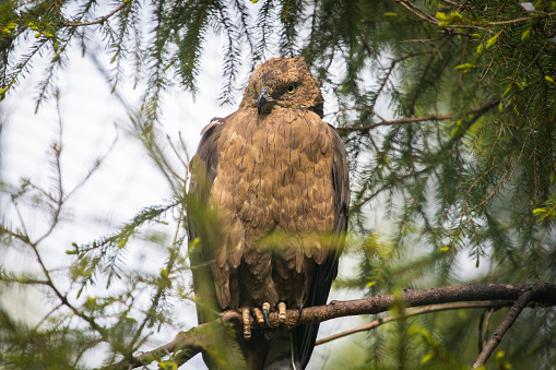 Buzzard bird of prey hidding in a tree