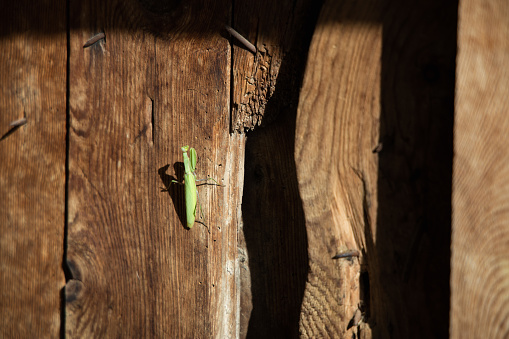 Green praying mantis on the wooden door