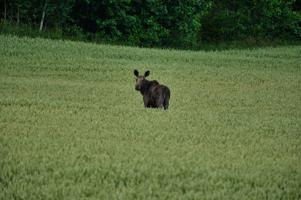 female european Moose, also Elk, Alces Alces, standing in a green grain field in Sweden on a rainy day.