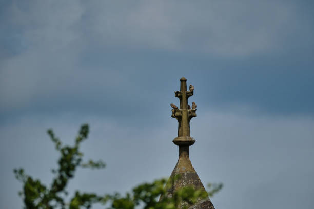 family of common kestrel, Falco tinnunculus, a bird of prey species, sitting high on top of medieval german church on a stone cross, enjoying the sun.
