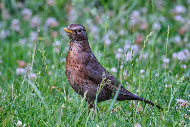 istock eurasian blackbird hopping through the grass of a backyard. 2109709554