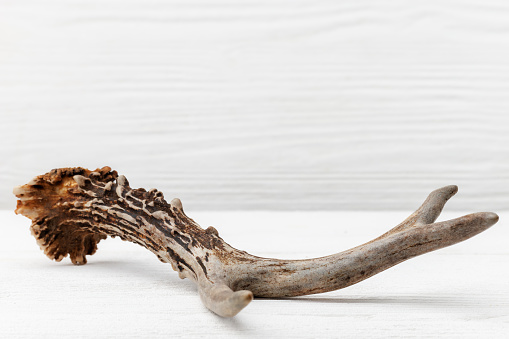 Roe deer antler on a white wooden table