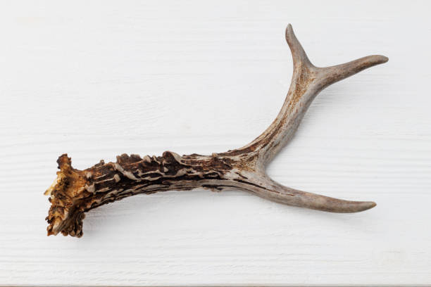 istock Roe deer antler on a white wooden table, top view 2109711105