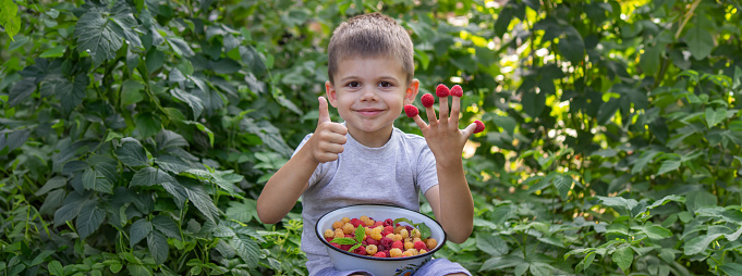 little boy eats raspberries on the background of the garden. Selective focus.