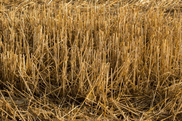 Grain cut into stubble, wheat in the autumn field.
