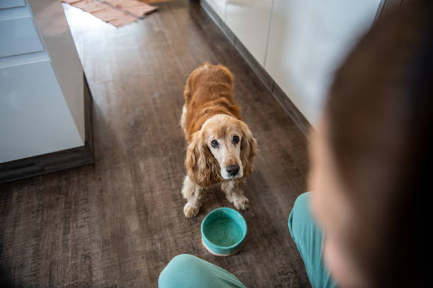istock Cocker spaniel and his owner having fun at home 2109743552