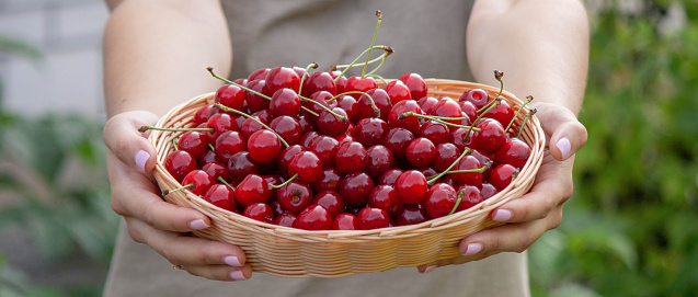 a woman holds a basket with cherries in her hands on the background of a garden. Selective focus.