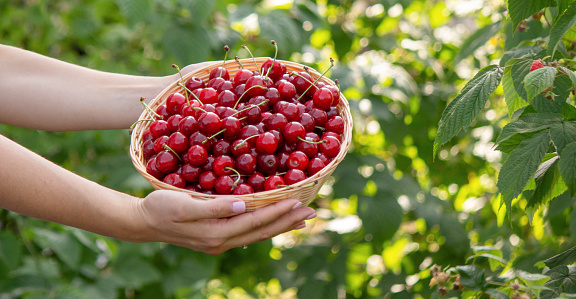 Man holding fresh picked cherries in a box closeup