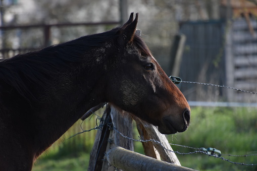 Un cheval brun vu de côté, en Sarthe, en France
