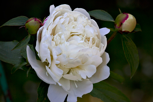 White peony close-up. A garden with blooming white peonies