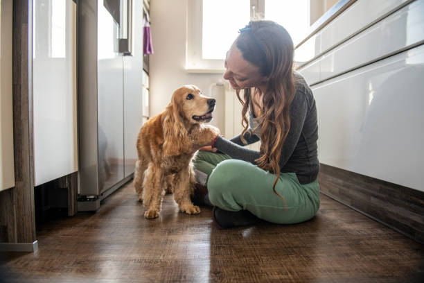 istock Cocker spaniel and his owner having fun at home 2109756157