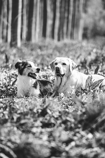 Monochrome image of a golden retriever and border collie immersed in the tranquility of a lush forest.