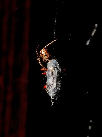 A red-legged darkling beetle has met its fate at the hands of a common house spider