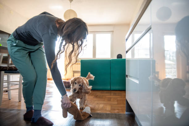 istock Cocker spaniel and his owner having fun at home 2109759871