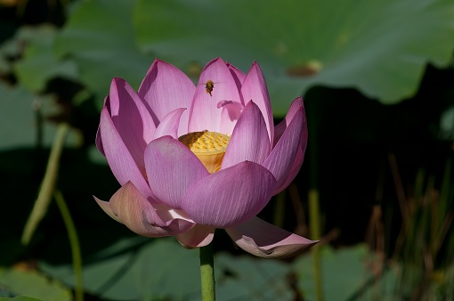 One of several shots that caught a Honey Bee buzzing around a Lotus Blossom which I just think is a nice shot, even if it is a grab shot. his work done and his reward obtained, off he goes to gather more nectar and spread more pollen