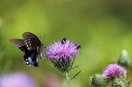 Spicebush Swallowtail sharing a thistle bloom withDouble-banded Scoliid Wasp