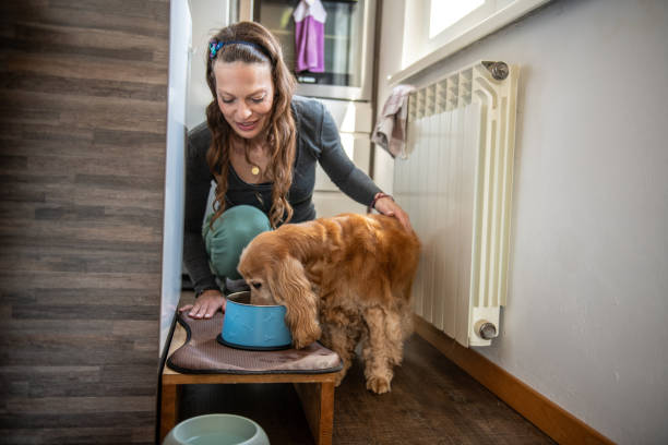 istock Cocker spaniel and his owner having fun at home 2109760573