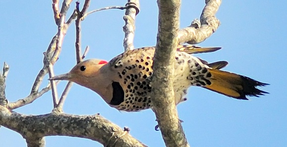 Northern Flicker poised for take-off